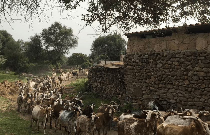 Rebaño de cabras por el camino cerca de una casa tradicional de piedra